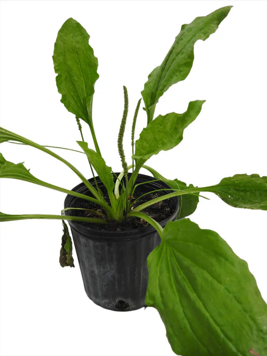PLANTA LLANTEN CON RAIZ