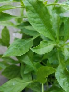 HERB ARRAZA CON TODO
