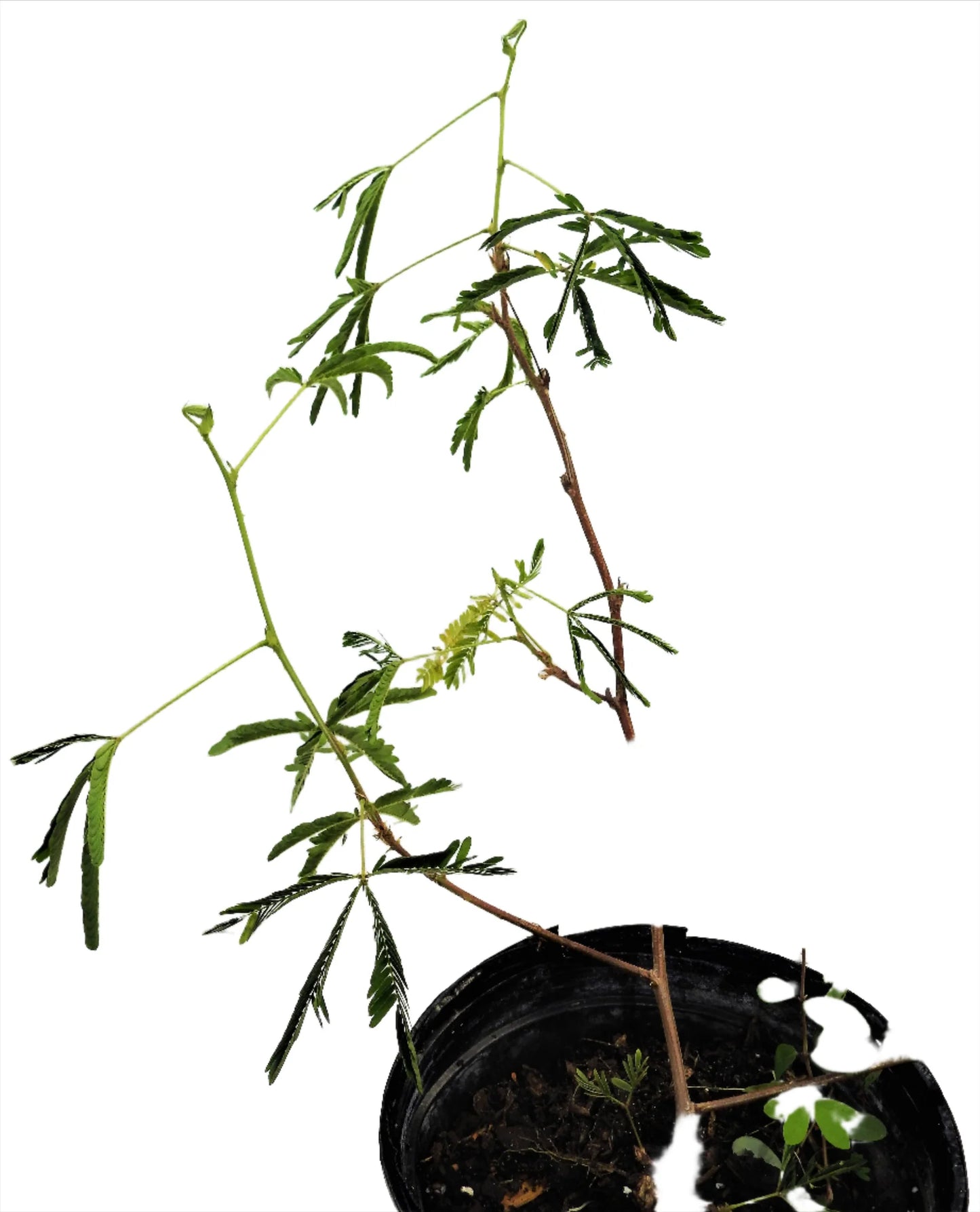 PLANTA DORMIDERA O MORIVIVI CON RAIZ