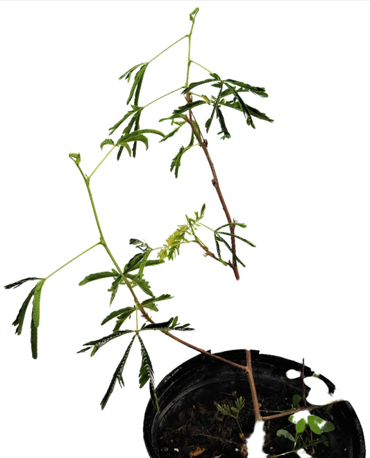 PLANTA DORMIDERA O MORIVIVI CON RAIZ