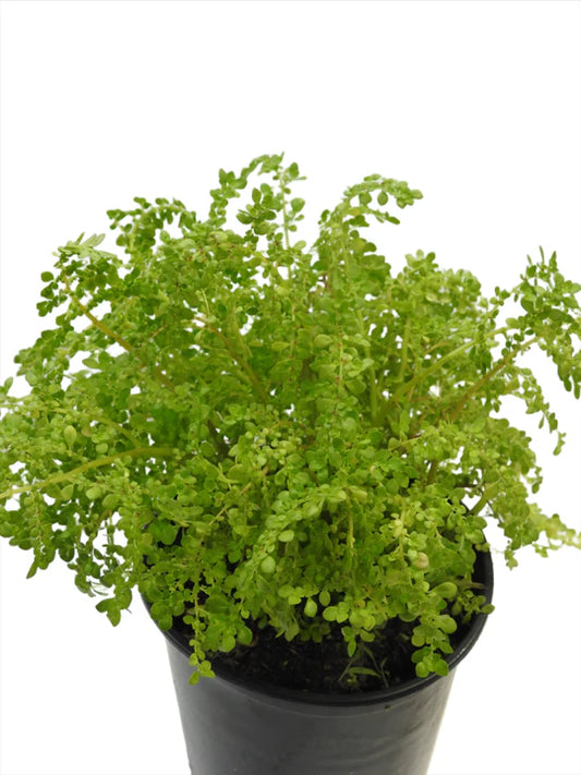 PLANTA FRESCURA CON LA RAIZ