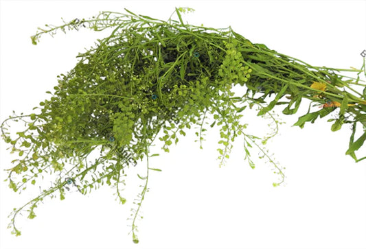 HERBS MASTUERZO