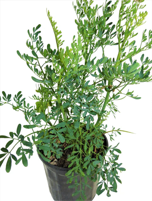 PLANTA RUDA CON RAIZ
