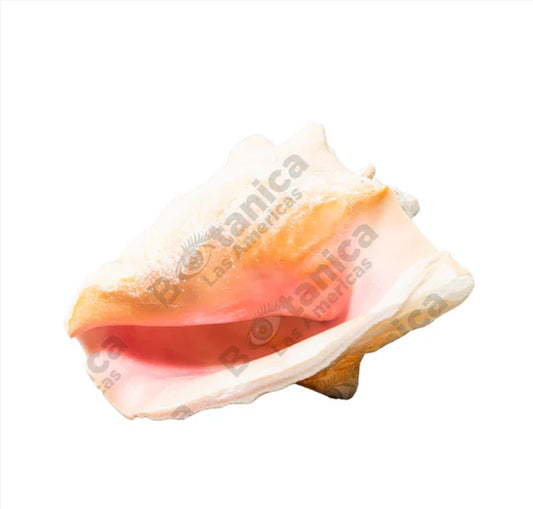 CARACOLES COBOS / COBOS SNAILS (1 unit)