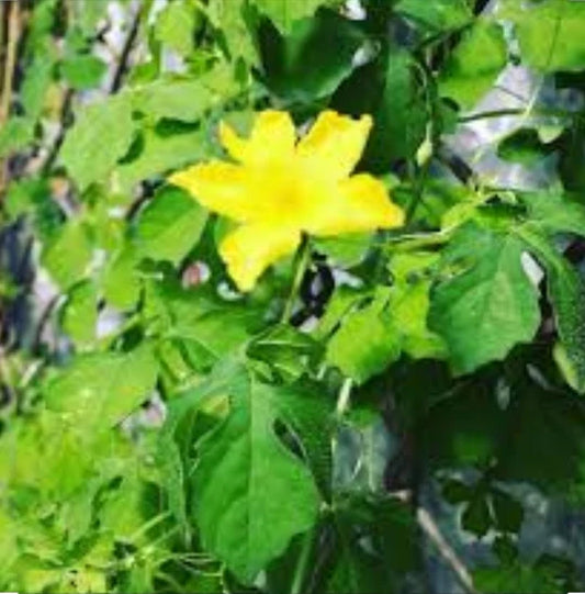 PLANTA CUNDIAMOR