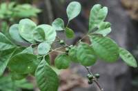 PLANTA SIGUARAYA CON RAIZ