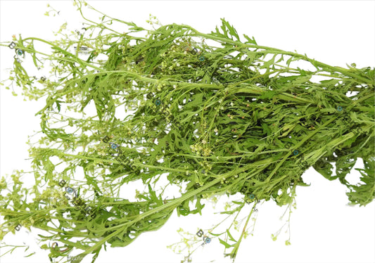 HERBS ESCOBA AMARGA
