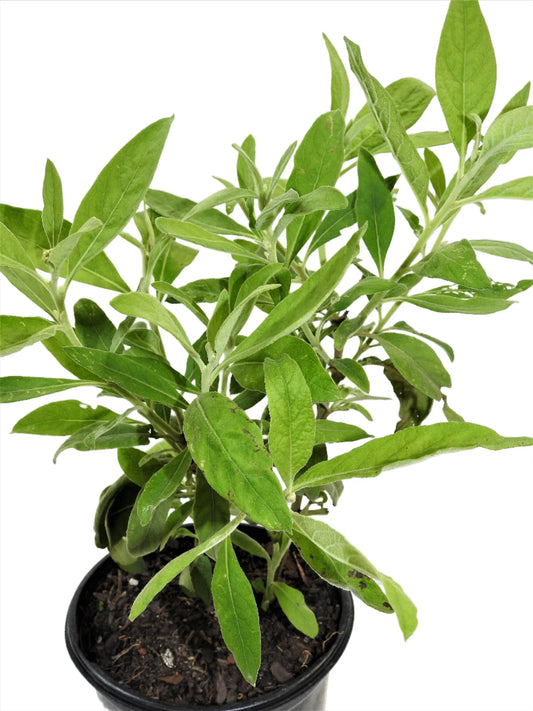 HERB SALVIA