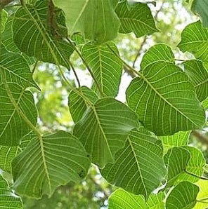 PLANTA ALGODON CON RAIZ