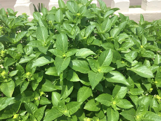 HERB ALBAHACA (Basil) BLANCA (WHITE)