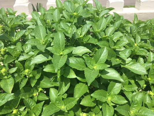 HERB ALBAHACA (Basil) BLANCA (WHITE)