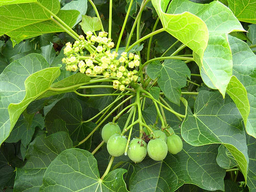 PLANTA PINON BOTIJA CON RAIZ