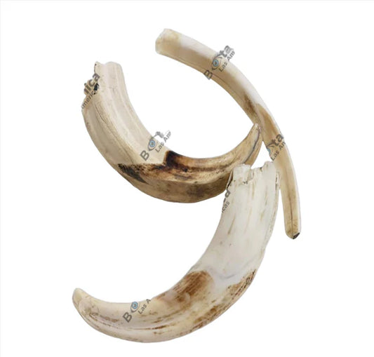 Colmillo De Jabali / Jabali tusk