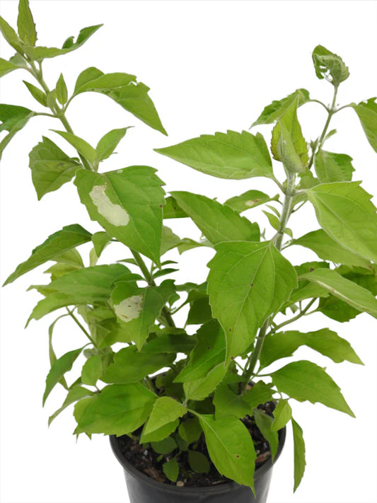 PLANTA ROMPE SARAGUEY CON RAIZ