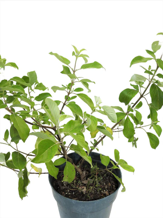 PLANTA VENCEDOR CON RAIZ