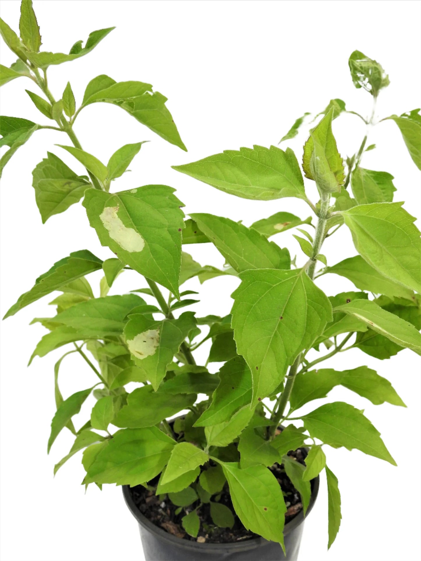 HERB BREAKS SARAGUEY ONLY THE BRANCHES